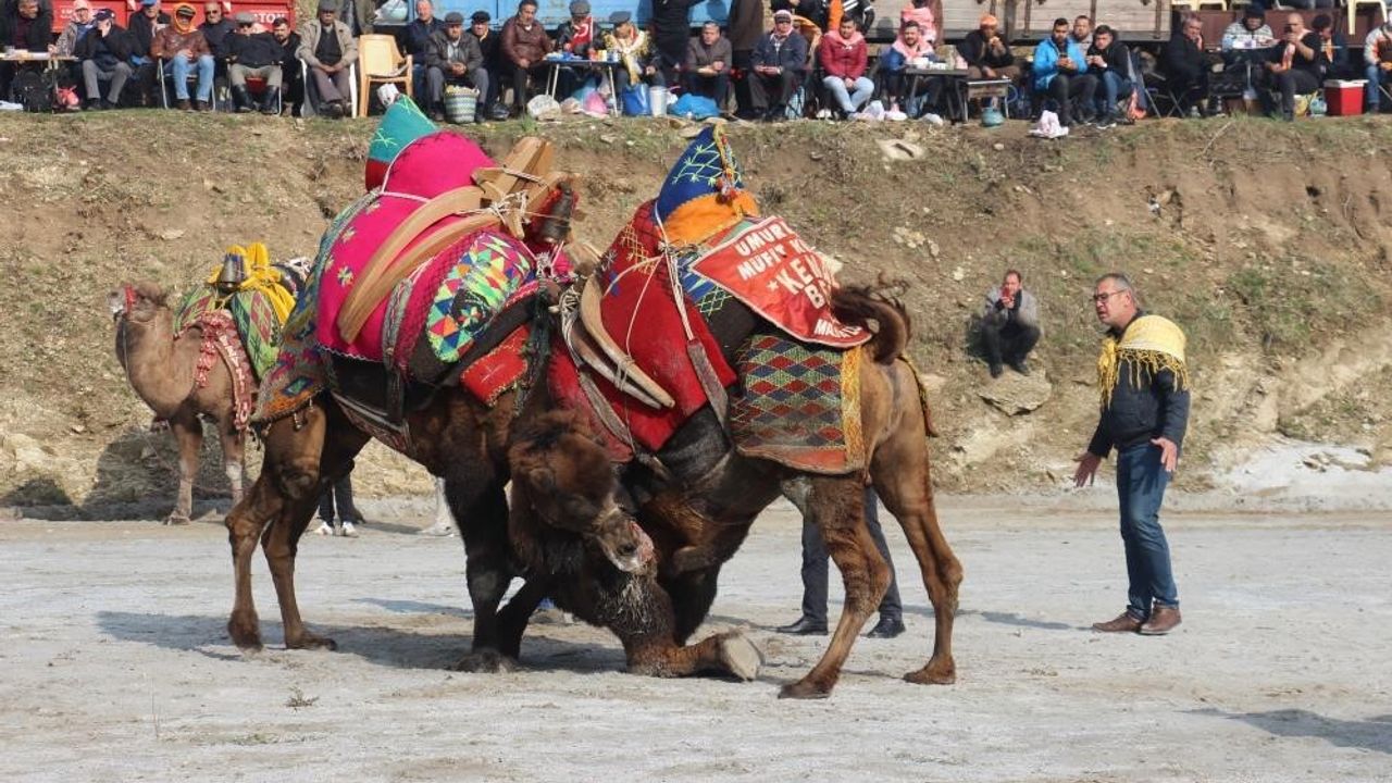 Başkan Güler, deve güreşi festivalini iptal ettiklerini duyurdu
