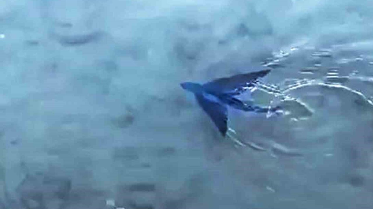 Datça’da kıyıya yakın alanda uçan balık görüldü