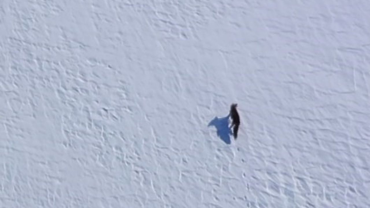Kar üstünde yiyecek arayan tilki, dron ile görüntülendi