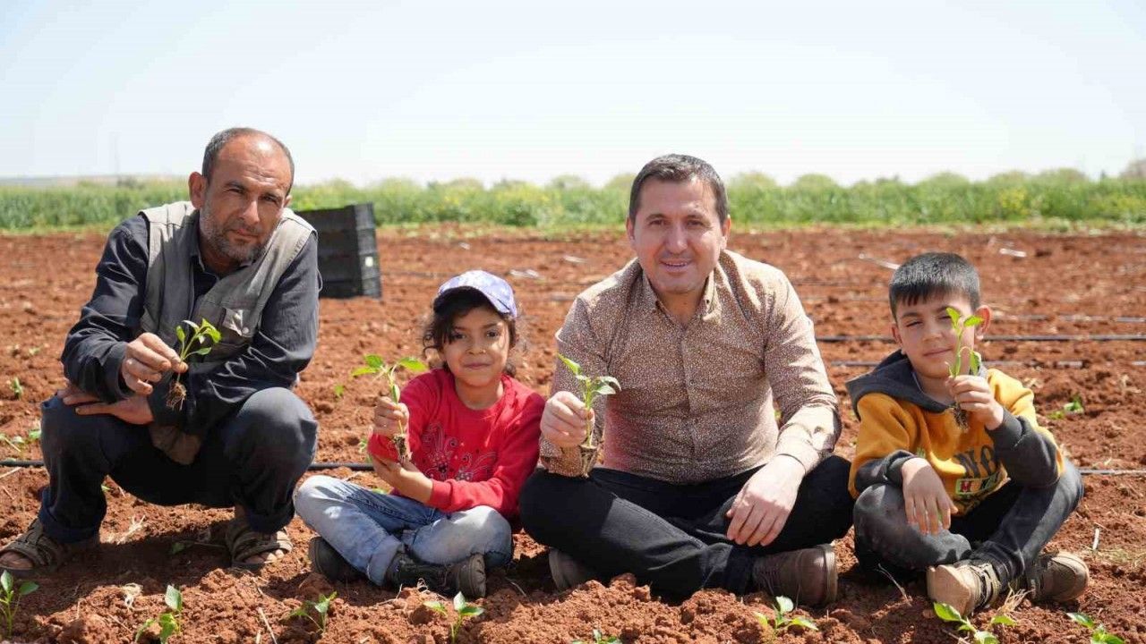 Kilis’te biber fideleri çocukların elleriyle toprakla buluştu