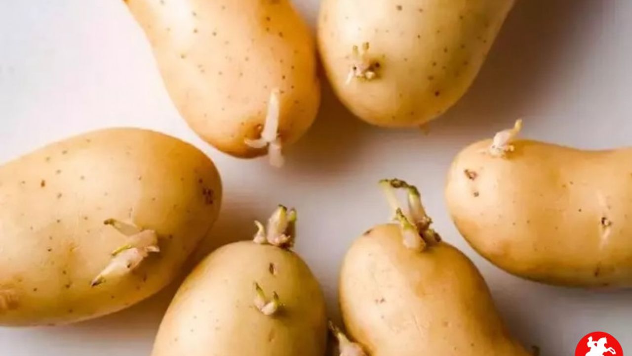 Patates, Soğan ve Sarımsağın Filizlenmesi Tehlikeli mi? Gerçekleri Öğrenin!