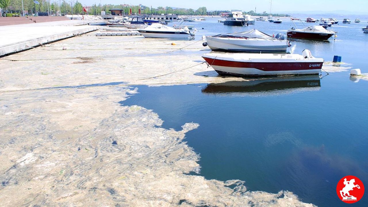 Beykoz Açıklarında Müsilaj Artışı: Deniz Çayırlarında Endişe Verici Gelişme