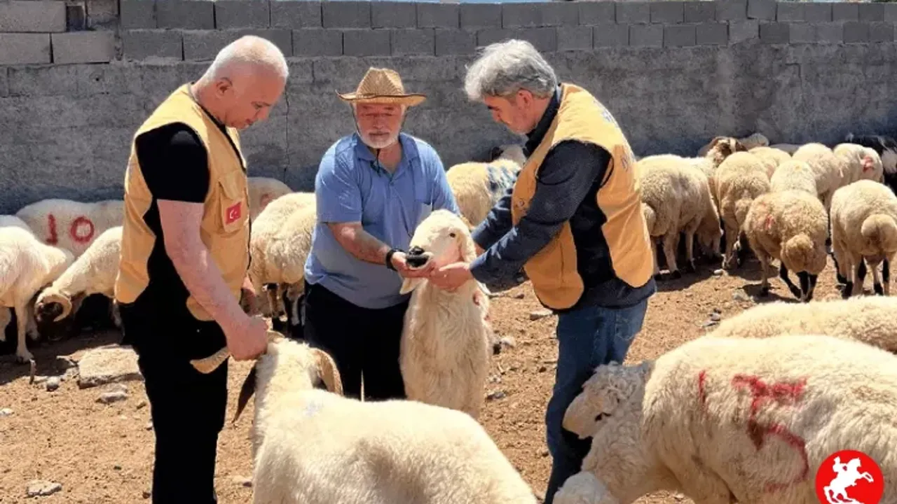 Yurtdışı Kurban Bağışı: İhtiyaç Sahiplerine Ulaşmanın Köprüsü