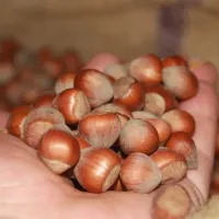 EKONOMİ