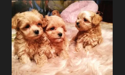 Maltese Terrier ve Maltipoo Özellikleri