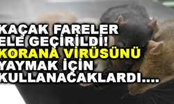 Kaçak Fareler Ele Geçirildi! Korana Virüsünü Yaymak İçin Kullanacaklardı....