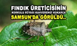 Fındık Üreticisini korkutan Kahverengi Kokarca Samsun'da Görüldü