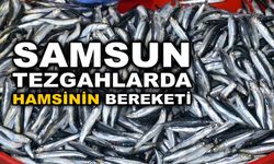 Samsun'da av mevsimi açılması ile balık tezgahlarında hamsi bolluğu