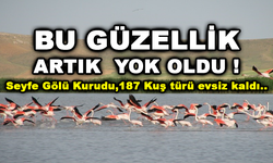 Seyfe Gölü Kurudu,187 Kuş türü nün yuvası bozuldu!