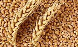 Samsun Güncel Buğday Fiyatları 2023