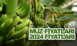 Muz Fiyatları 2024 -Güncel Muz Fiyatları