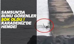 Samsun'da Su Samuru görenler Şaşkınlıkla izledi !