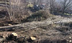 Kestiği ağaç üzerine devrilen adam hayatını kaybetti