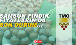 Samsun'da Fındık Fiyatları Rekor seviyede ! Üreticiler Memnun Görünüyor ? 15 Ocak 2024 Fındık Fiyatları ne durumda