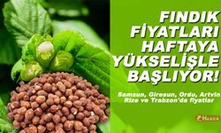 Fındık Fiyatları Haftaya Yüksek başlıyor ! Samsun, Giresun, Ordu, Artvin, Rize ve Trabzon'da fiyatlar şöyle