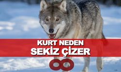 Kurtlar neden 8 (Sekiz ) çizer ? İşte Bu gizemin Ardındaki Sır