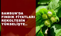 Fındık Fiyatların 'da Yeni Yıl Coşkusu Devam ediyor! Samsun, Ordu, Giresun, Rize, Sakarya, Trabzon işte il il fiyatlar..