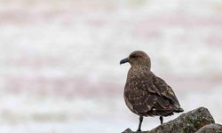 Antarktika’da ilk kez kuş gribi tespit edildi