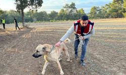 Burdur’da köpek dövüşü yaptıranlara yönelik operasyon görüntüleri ortaya çıktı