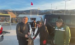İliç’te yaralı dağ keçisi DKMP ekiplerine teslim edildi