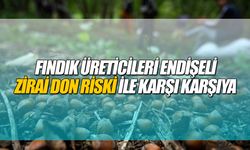 Fındık Üreticileri Endişeli: Zirai Don Riski ile Karşı Karşıya