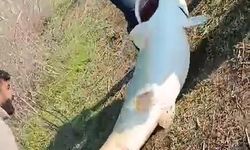 Adıyaman’da 70 kilogram ağırlığında turna balığı yakalandı
