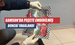 Samsun'da Peçeteye emdirilmiş 2 bin içimlik bonzaiyi "Çakır" buldu