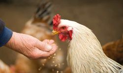 Mutfakta Tavuk Krizi - Ramazan Öncesi Zam Yapan Üreticiye Bakanlıktan İhracat Freni!