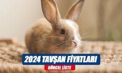 Tavşan Fiyatları 2024: Tavşan Çeşitleri ve Fiyat Listesi