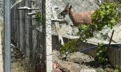 Artvin´de yaban keçileri Deriner Barajı sahasında görüntülendi