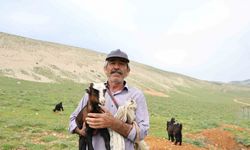 Kahramanmaraşlı çoban 40 hayvanını dağ zirvesinde 6 ay otlatıyor