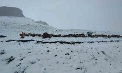Kar yağışına yakalanan koyun sürüsü ağıllara geri dönmek zorunda kaldı