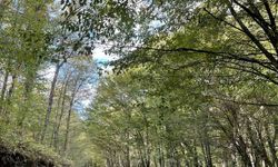 Kırklareli’nde ormanlara giriş 177 gün süreyle yasaklandı