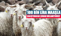 Elazığ Yetiştiricilerinden İsyan: "100 Bin Lira Maaşla Çalıştıracak Çoban Bulamıyoruz!"