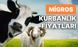 Daha Kurbanlık Almadıysanız Bu Haber Sizi Mutlu Edecek: Migrosa Kurbanlık'lar Geldi! Migros Kurbanlık Fiyatları!