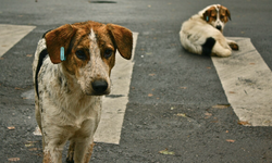 Sokak Köpeklerine Kalıcı Çözüm: Yenilikçi Taslak Yola Çıkıyor!