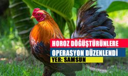 Samsun'da Horoz Dövüştüren 29 Kişi Yakalandı: Hayvan Haklarına Karşı Operasyon