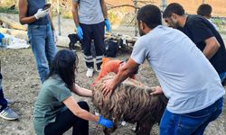 Belediyeden Mardin ve Diyarbakır’a veteriner ve itfaiye desteği