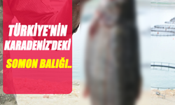 Samsun Karadeniz’de Türk somonu hasadı başladı!