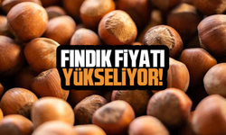 Fındık Fiyatlarında Değişim: Güncel Rakamlar Ne?