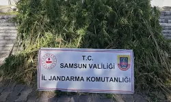 Samsun'da Jandarma Operasyonu: 728 Kök Kenevir Ele Geçirildi