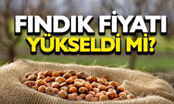 10 Ocak 2025 Güncel Fındık Fiyatları: Ordu, Giresun ve Samsun’da Ne Kadar?