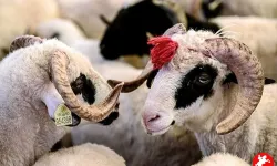 Kurban Bayramı Tatili Uzatılmadı! Milyonları İlgilendiren Mesai Tarihi Açıklandı