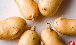 Patates, Soğan ve Sarımsağın Filizlenmesi Tehlikeli mi? Gerçekleri Öğrenin!