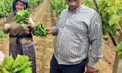Günde 1500 TL Kazandıran Sır Gibi Yöntem! Herkes O Bağlara Akın Ediyor