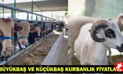 Güncel Kurban Bayramı Büyükbaş ve Küçükbaş Kurbanlık Fiyatları