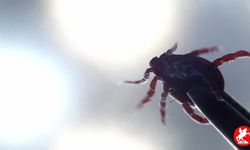 Keneden Gelen Tehlikeye Karşı Devrim Gibi Aşı! mRNA Teknolojisiyle Umut Yeşerdi
