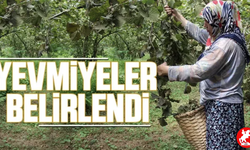 🍂 Fındık Hasadı Yaklaşıyor: 2025’te İşçilerin Yevmiyesi Ne Kadar Olacak?