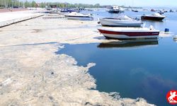 Beykoz Açıklarında Müsilaj Artışı: Deniz Çayırlarında Endişe Verici Gelişme