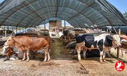 İnternetten Kurbanlık Alacaklar Dikkat!